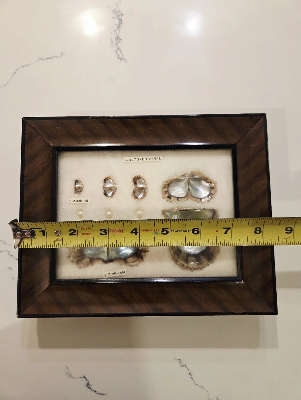 Vtg Cultured Pearls Shells Specimens Framed  Stages Chart Japanese 1940s